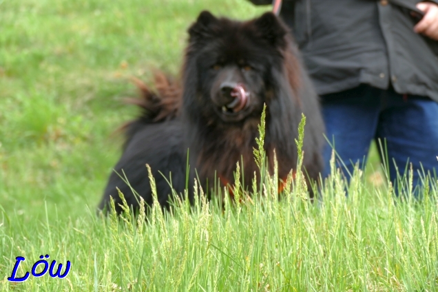 31.3.2024 - Schloßberg Hund